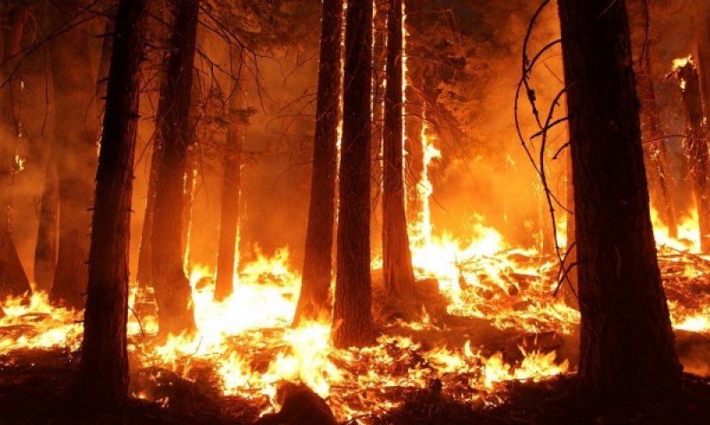 Евакуират половин милион души заради пожарите в САЩ