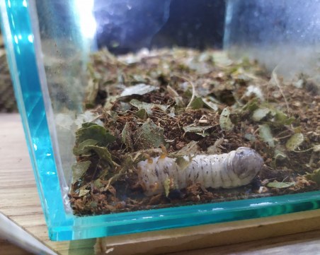 Отглеждат ларви на най-дългия бръмбар в света в Пловдив