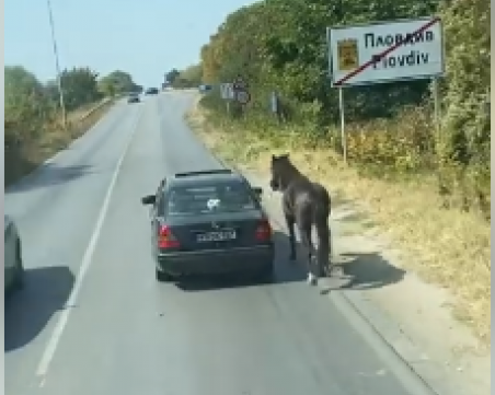 Жестоко! Кон препуска след кола, завързан за бронята