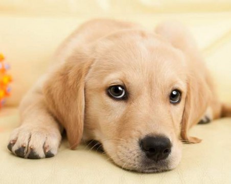 Защо носовете на кучетата са мокри и студени?