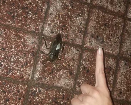 Буболечки с размерите на човешки пръст се разхождат в центъра на Пловдив