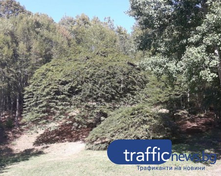 Единствен на Балканите габър расте на час път от Пловдив