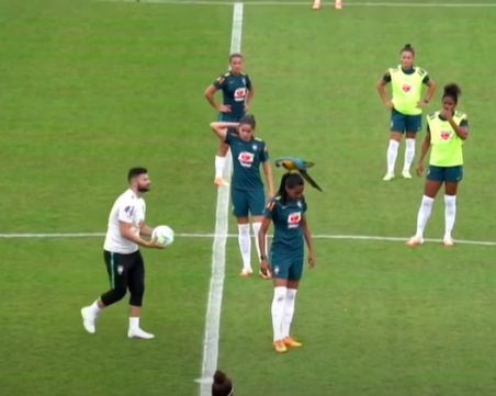 Папагал кацна на главата на футболистка в Бразилия