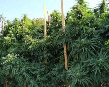Разкриха оранжерия с марихуана в Съединение! Има арестуван