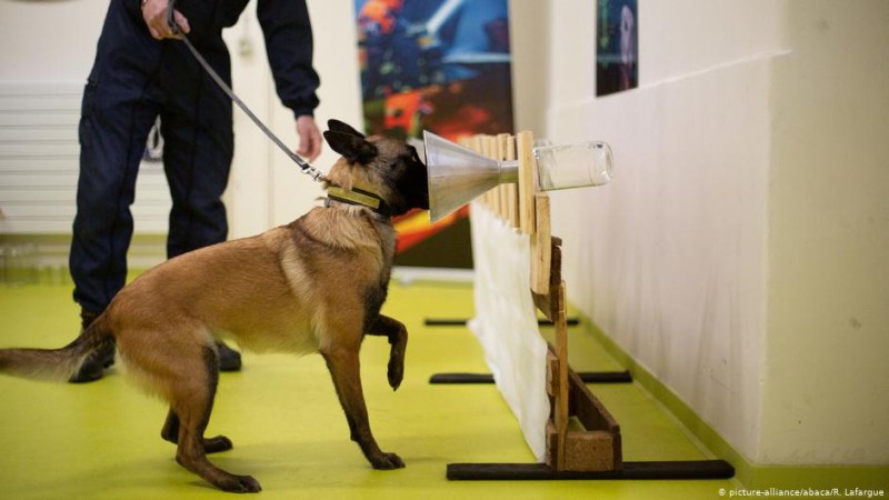 Кучета надушват Covid-19 на летището в Хелзинки