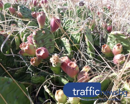 Поляни с мексикански кактуси на час път от Пловдив