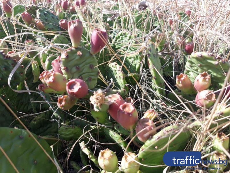 Поляни с мексикански кактуси на час път от Пловдив