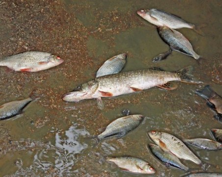 Изследват реките Разметаница и Джерман заради измряла риба