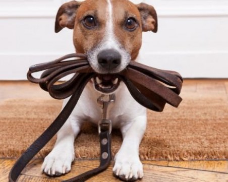 Над 2000 стопани на кучета дължат пари на общината в Пловдив