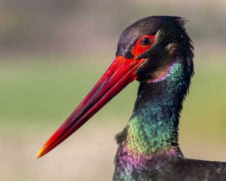 Фотографът Георги Герджиков: Струва си да затънеш в калта за красотата, която лети