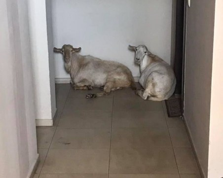 Кози се заселиха в Оазиса в Смирненски, припкат по стълбищата в комплекса