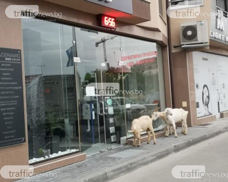 Козлетата от Смирненски продължават да търсят зеления си оазис