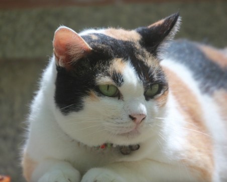 13-килограмовата котка 