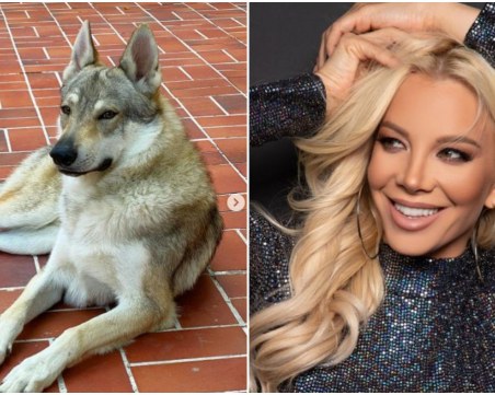 Емилия си взе вълк за домашен любимец