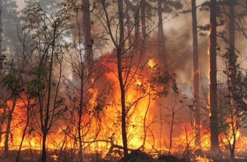 4-ма убити, 10 в болница след горски пожари в източна Украйна
