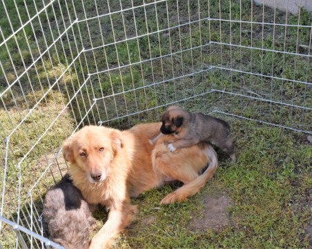 Кучета ще демонстрират спортни умения в Пловдив за Международния ден за защита на животните