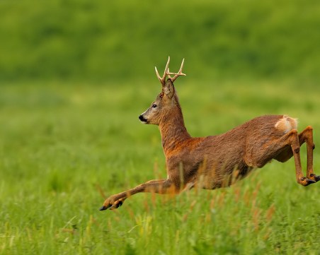 Ловджия бракониерства край Пловдив, намериха мъртва сърна в багажника му