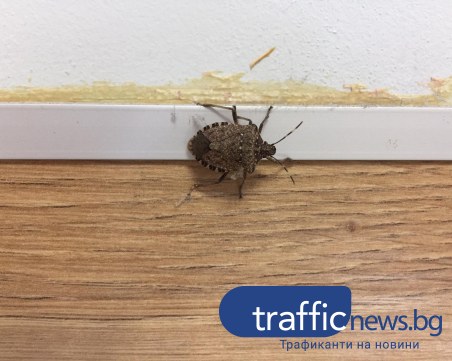 Настъпва сезонът на миризливките! Има ли нашествие в Пловдив?