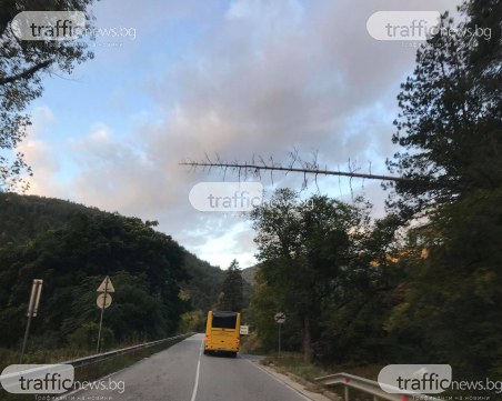 Дървета-убийци дебнат жертви по пътя за Пампорово
