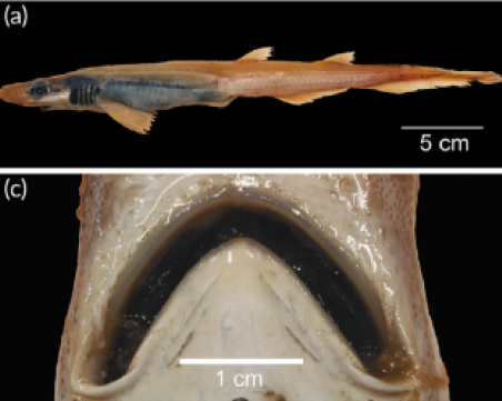 За първи път в света: Откриха 