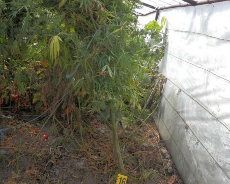 Спецакция в Пазарджик:  Откриха плантации с марихуана, арестуваха четирима