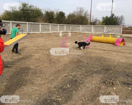 Зрелищно кучешко шоу в приюта! Норд и още 7 четириноги се надпреварваха
