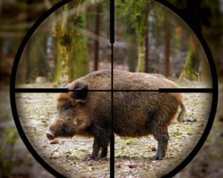 При строги ограничения: Откриха ловния сезон за едър дивеч