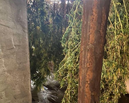 Арест в Стамболийски! Спипаха дилър и собственик на плантация с марихуана