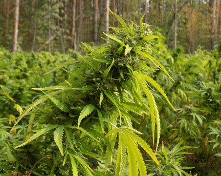 Съдът в Пловдив остави двама зад решетките, хванати с 67 кг марихуана