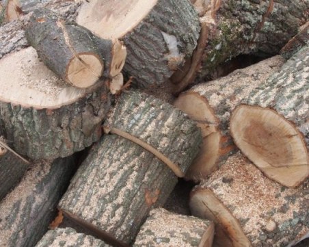 Спецакция край Пазарджик! Намериха незаконна дървесина