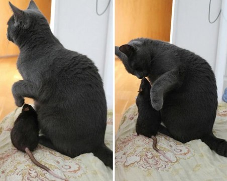 20 снимки, които доказват, че приятелството между животни е възможно