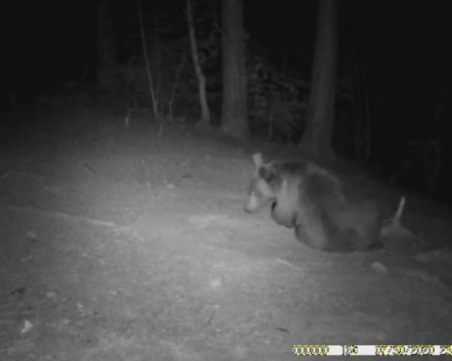 Бум на нападенията от мечки в Смолянско