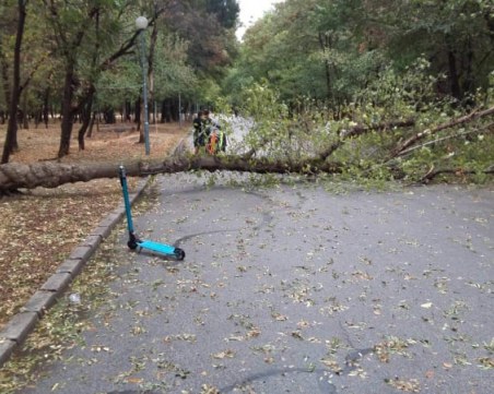 Дърво се стовари върху дете в пловдивски парк