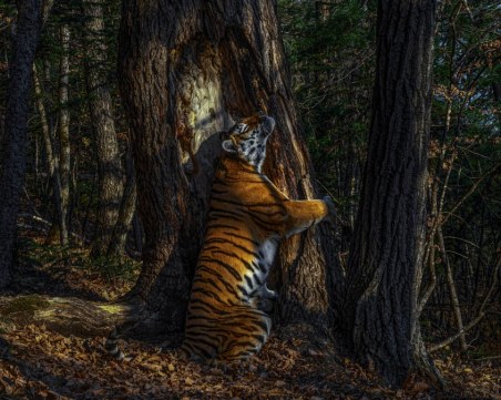 Обявиха победителите в конкурса за фотографи на дивата природа за 2020 година