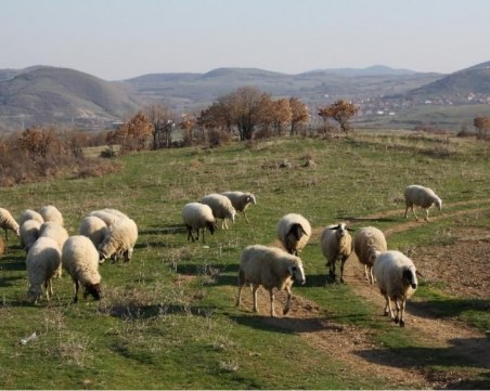 Одобриха 37,93 лв. помощ за подпомагане животно