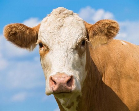 Крава предизвика катастрофа край Пловдив, наказаха пастира