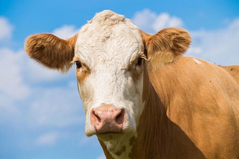 Крава предизвика катастрофа край Пловдив, наказаха пастира