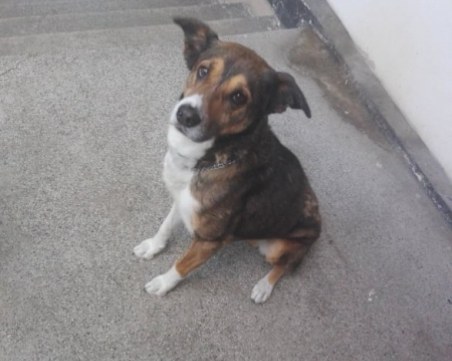 Бък изчезна в центъра на Пловдив, виждали ли сте го?