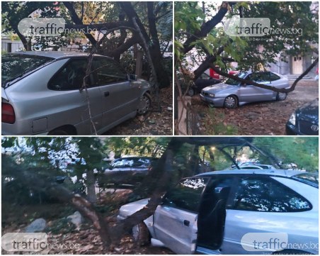 Изгнило дърво се разцепи в центъра на Пловдив, стовари се върху кола