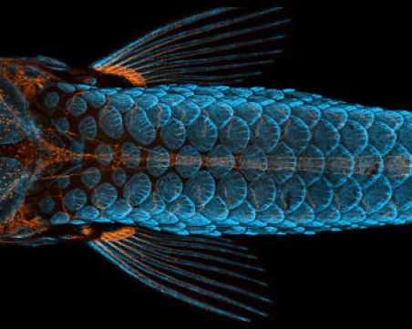 Състезание по фотомикрография обяви своите 20 зашеметяващи победители