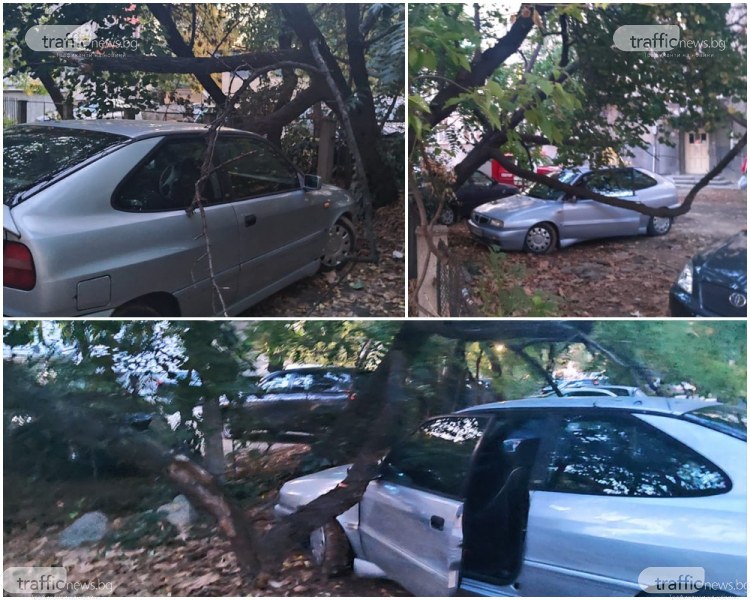 Изгнило дърво се разцепи в центъра на Пловдив, стовари се върху кола