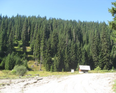 Спасителна акция: Мъж се загуби в гората край Велинград, три часа го издирва полиция