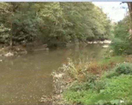 Тонове мъртва риба по бреговете на реката в Златарица