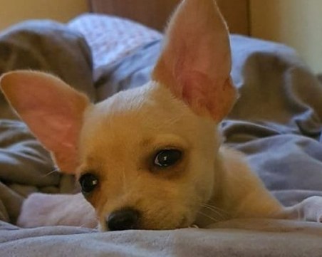 Ветеринарният съюз започва вътрешно разследване по случая с малкото куче Рая