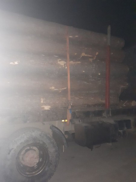 Екшън в Родопите! Горски гонят камион с изсечени дървета, хванаха го в цех за дървесина