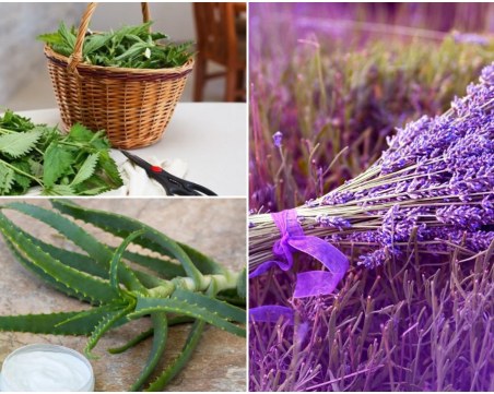 Кои са билките, които помагат при косопад?