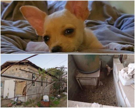 Кучето Рая родено в ужасни условия, БАБХ удари развъдника му