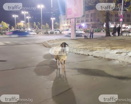Овца се разхожда в центъра на Пловдив! Някой да си я познава?