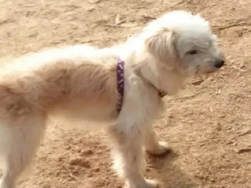Сърцераздирателно: Куче измина 60 км, за да се върне при стопаните си