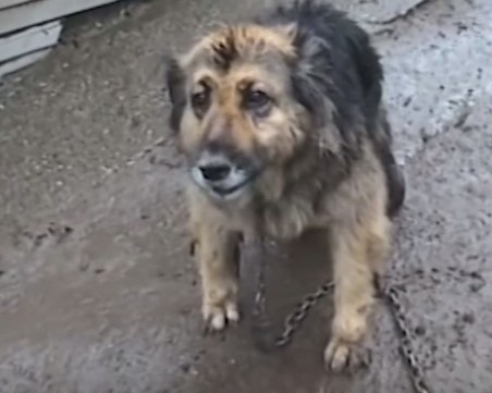 Изоставиха около 40 кучета, умиращи от глад, доброволци им търсят дом и храна